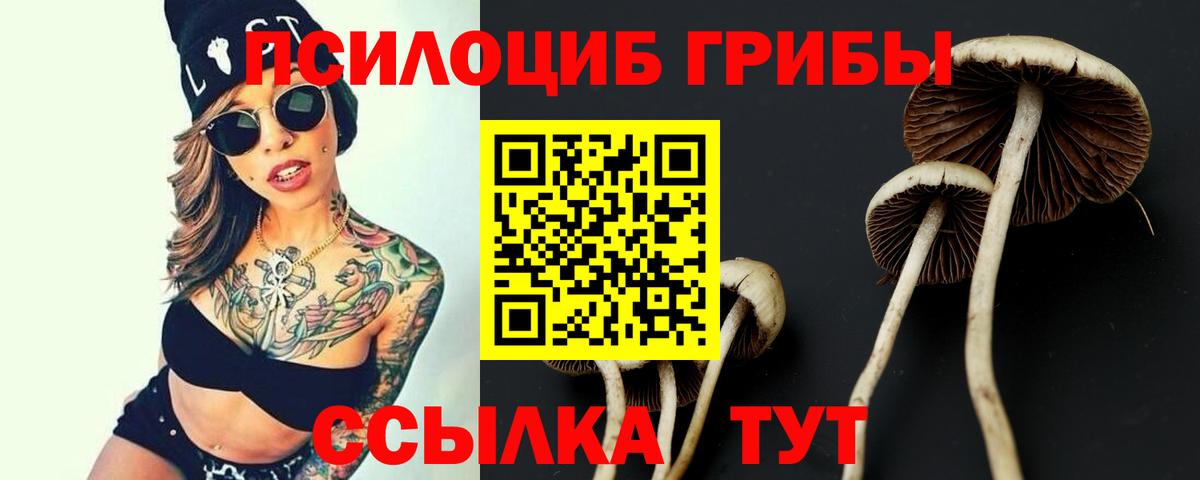 Кропоткин  Псилоцибиновые грибы Psilocybe  Вход с VPN 